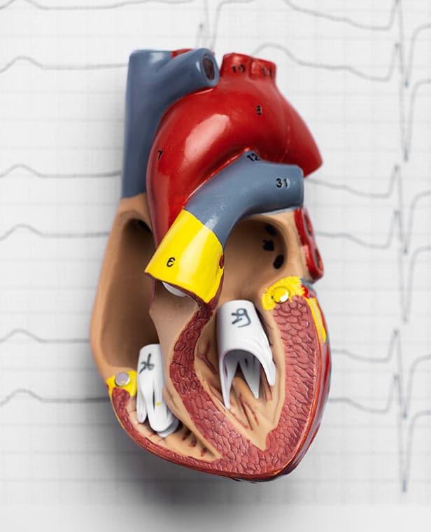 Mitral Kapak Hastalıkları Nelerdir? Tanı ve Tedavi Yöntemleri